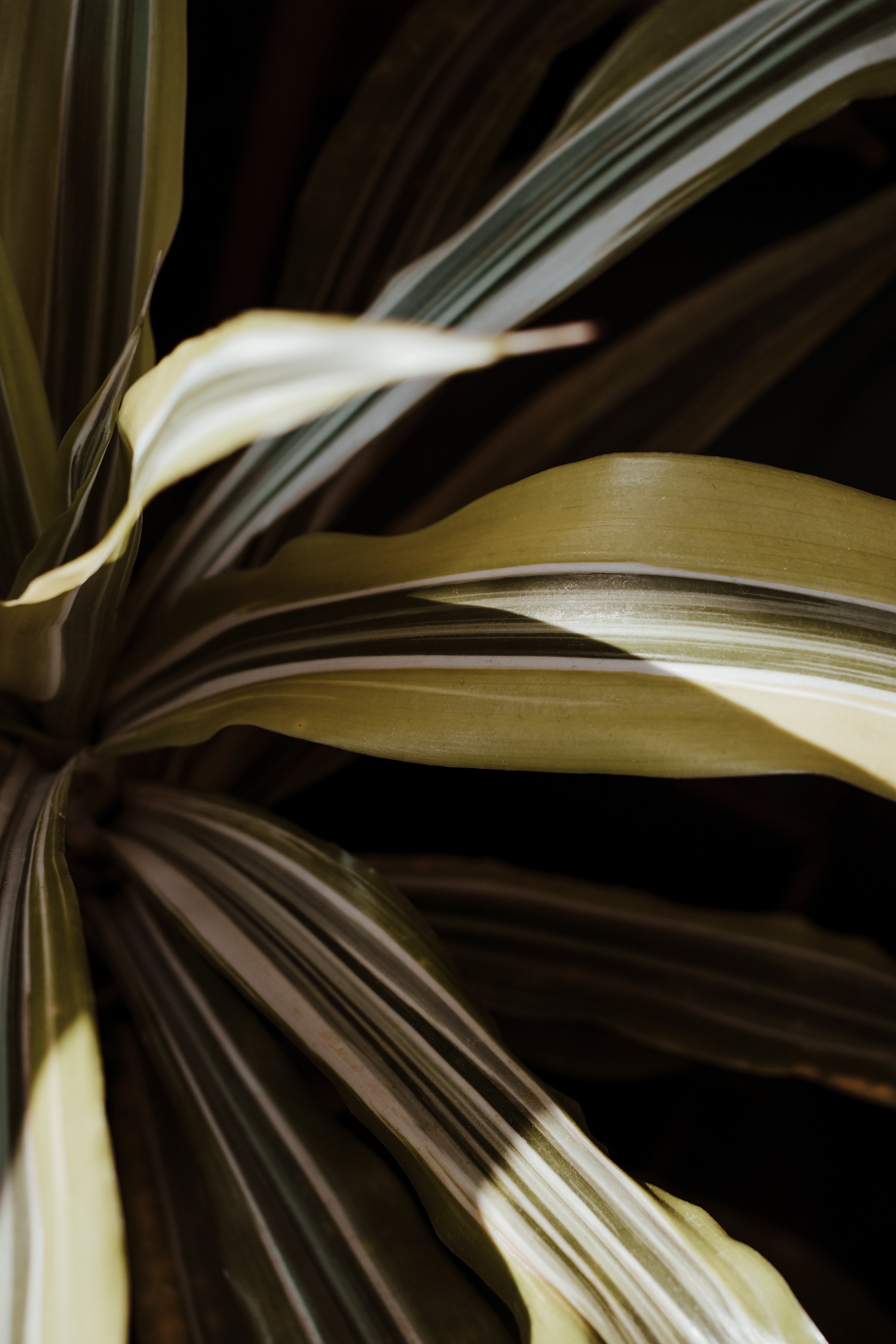 leaf closeup with shadow